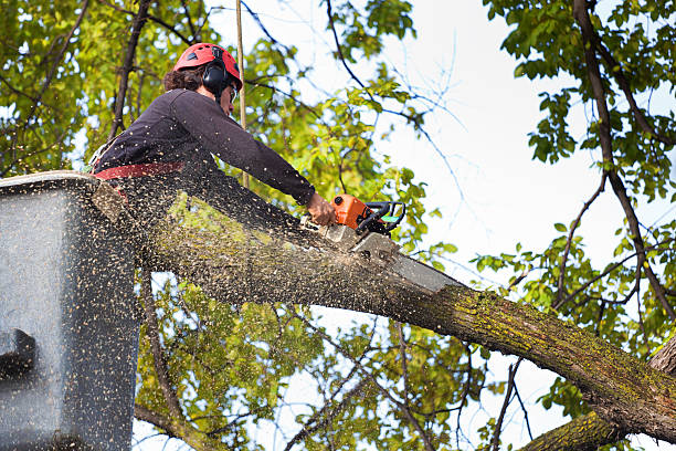 Best Affordable Tree Service  in Rising Sun, MD